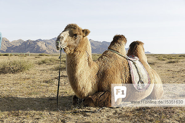 A camel in Khogno Khan National Park  Mongolia  Central Asia  Asia