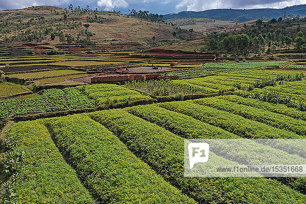 Gemüseanbau und Ziegelherstellung auf den Reisfeldern an der Nationalstraße RN7 zwischen Antsirabe und Antananarivo  Madagaskar  Afrika