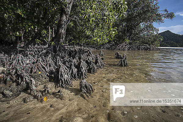 Mangroves in Wayag Island  Raja Ampat  West Papua  Indonesia  Southeast Asia  Asia