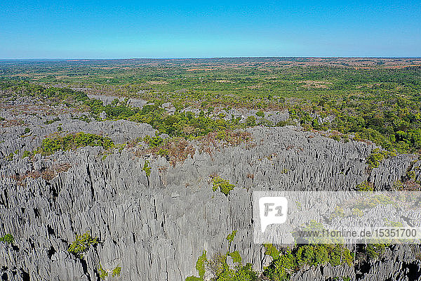 Die Karstkalksteinformation im Parc National des Tsingy de Bemaraha  UNESCO-Welterbe  Region Tsiribihina  Madagaskar  Afrika