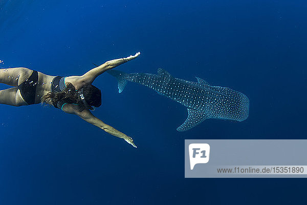 Tourist swimming with a whale shark (Rhincodon typus) in Honda Bay  Palawan  The Philippines  Southeast Asia  Asia