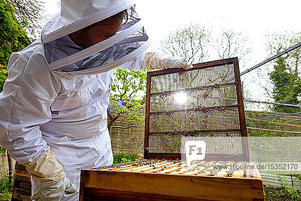 Männlicher Imker entfernt Bienenstockdeckel in ummauertem Garten