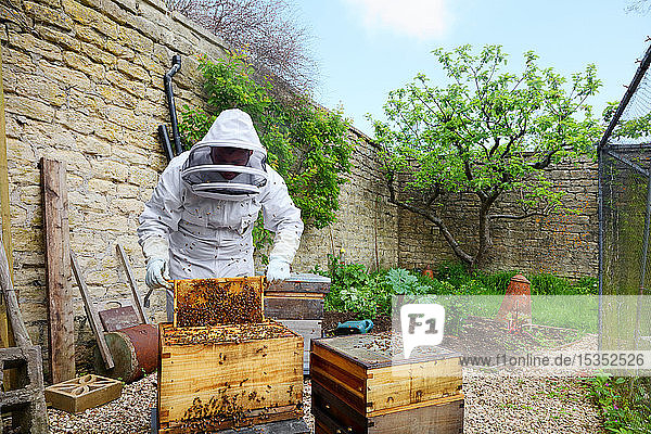 Männlicher Imker entfernt Wabenrahmen aus Bienenstock in ummauertem Garten