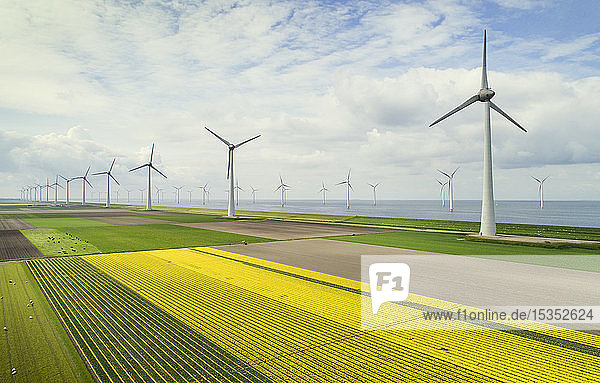 Windparks auf und vor der Küste  blühende Blumenzwiebelfelder im Polder  Urk  Flevoland  Niederlande