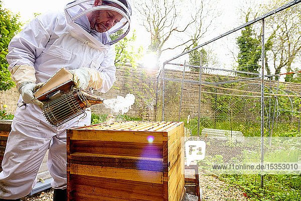 Männlicher Imker benutzt Bienenrauchraucher auf Bienenstock in ummauertem Garten