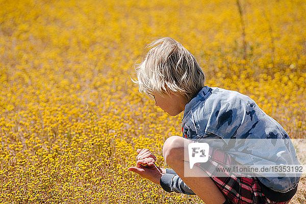 Junge pflückt gelbe Blumen auf der Wiese  Cantil  Kalifornien  Vereinigte Staaten