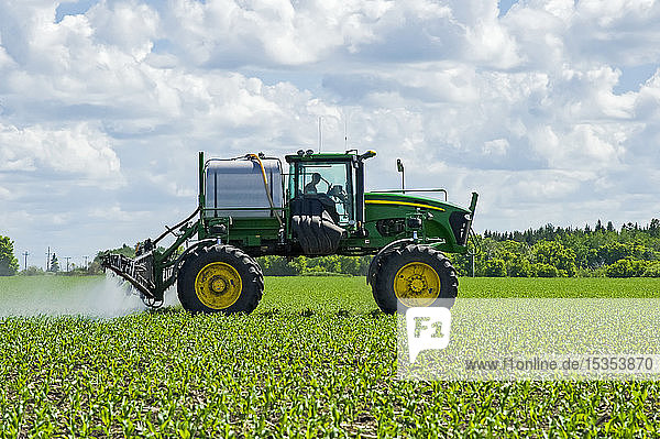 Ein Sprühfahrzeug mit hohem Abstand bringt ein chemisches Bodenherbizid auf früh wachsenden Futtermais/Getreide aus  in der Nähe von Steinbach; Manitoba  Kanada