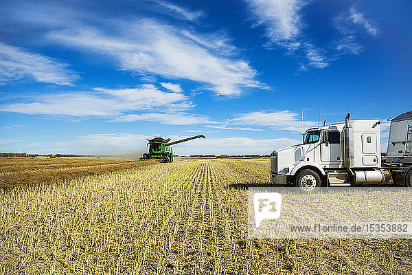 A grain truck waits for its next load during a Canola harvest while a combine is at work in the field; Legal  Alberta  Canada