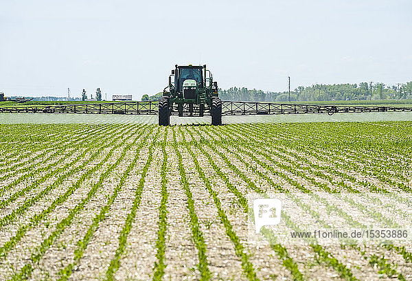 A high clearance sprayer gives a ground chemical application of herbicide to early growth soybeans, near Niverville; Manitoba, Canada