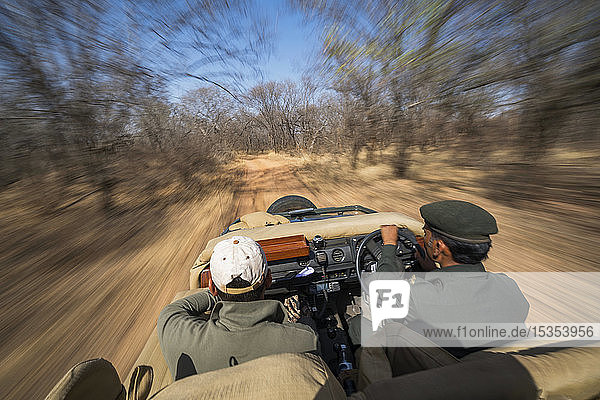 Driving through Ranthambore National Park looking for tigers; Rajasthan  India