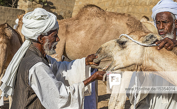 Männer betrachten die Zähne eines Kamels auf dem montäglichen Viehmarkt; Keren  Region Anseba  Eritrea