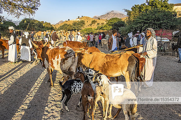 Cattle at the Monday livestock market; Keren  Anseba Region  Eritrea