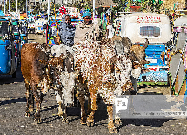 Cows at the open air market; Bahir Dar  Amhara Region  Ethiopia