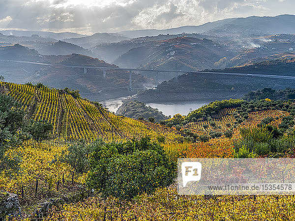 Herbstlich gefärbte Weinberge an einem Berghang mit einem Fluss  der sich durch die bergige Landschaft schlängelt  Douro-Tal  Nordportugal; Portugal