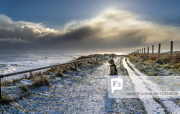 Ein Hund in einem Mantel sitzt auf einem schneebedeckten Weg am Ufer des Flusses Tyne und schaut auf die Wellen des Flusses; South Shields  Tyne and Wear  England