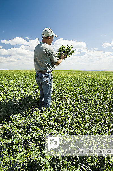 Ein Landwirt untersucht ein Kichererbsenfeld im mittleren Wachstumsstadium in der Nähe von Kincaid  Saskatchewan  Kanada