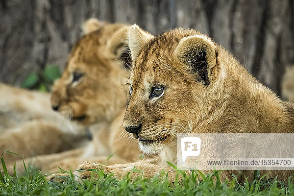 Nahaufnahme eines Löwenjungen (Panthera leo)  der neben seinem Geschwisterchen liegt  Serengeti National Park; Tansania