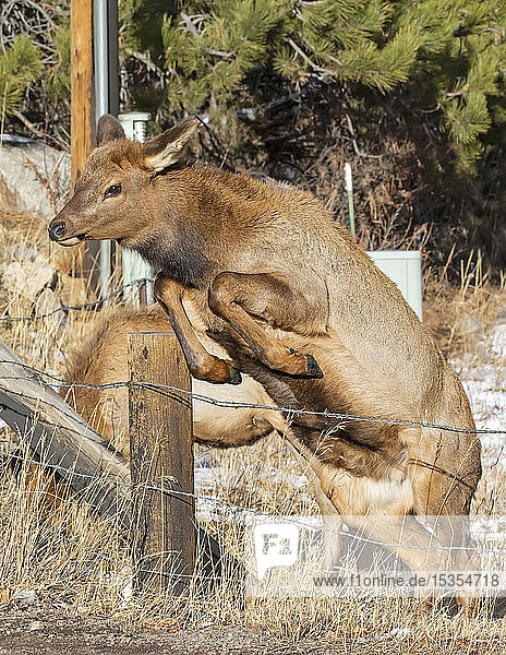 Elchkuh (Cervus canadensis)  die sich an einen Pfosten lehnt und versucht  über den Zaun zu gelangen; Denver  Colorado  Vereinigte Staaten von Amerika
