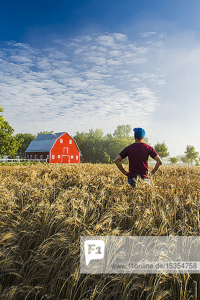 Ein Landwirt blickt auf ein reifes Weizenfeld mit einer roten Scheune im Hintergrund; Grande Pointe  Manitoba  Kanada