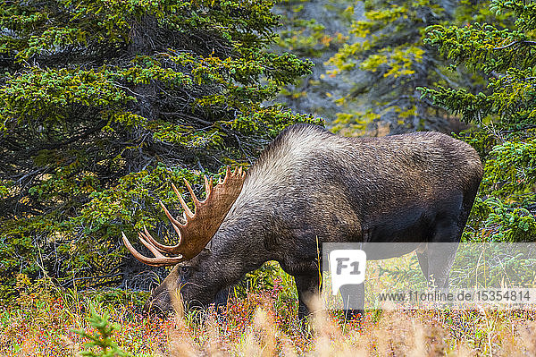 Großer Elchbulle (Alces alces)  stehend im Gebüsch in der Nähe des Powerline Pass im Chugach State Park  in der Nähe von Anchorage in Süd-Zentral-Alaska an einem sonnigen Herbsttag; Alaska  Vereinigte Staaten von Amerika