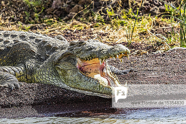 Nilkrokodil (Crocodylus niloticus) im Chamo-See  Nechisar-Nationalpark; Äthiopien