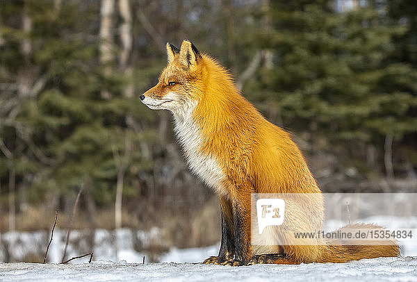 Rotfuchs (Vulpes vulpes) sitzt im Schnee. Fuchsfamilie wurde oft hier in der Nähe von Campbell Creek und Reisen auf der Stadt Radweg gesehen; Alaska  Vereinigte Staaten von Amerika