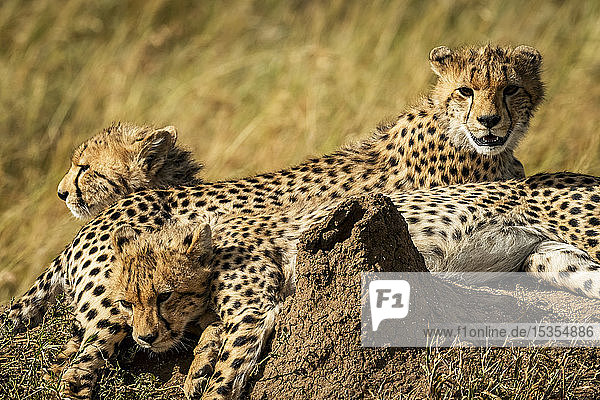 Nahaufnahme von Gepardenjungen (Acinonyx jubatus) in der Nähe eines Termitenhügels  Serengeti  Tansania
