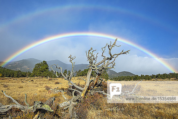 Toter Baum in einem Feld im Vordergrund und ein Regenbogen in der Ferne; Denver  Colorado  Vereinigte Staaten von Amerika