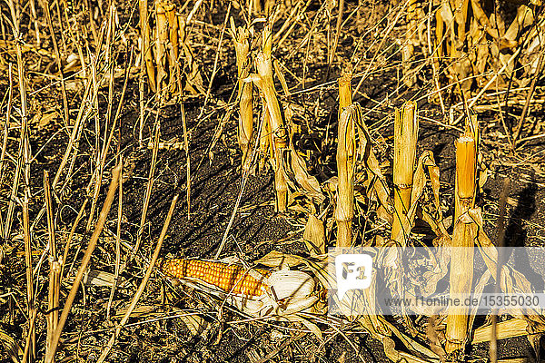 Getrocknete und gereifte Maispflanzen zur Erntezeit  die als Tierfutter verwendet werden; Edmonton  Alberta  Kanada