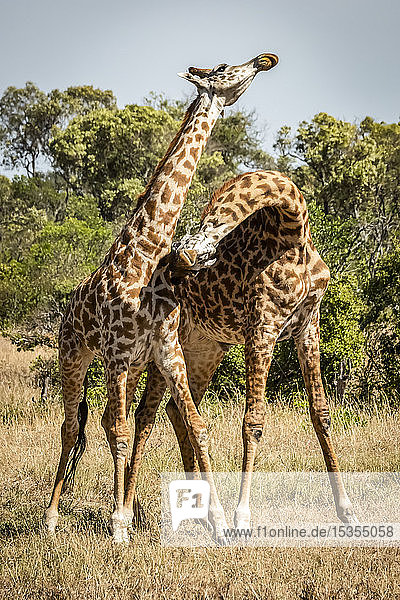 Two Masai giraffe (Giraffa camelopardalis tippelskirchii) stand necking on savannah Serengeti; Tanzania