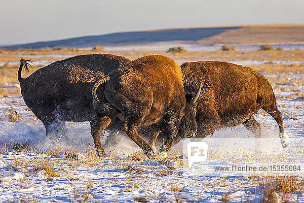 Drei Bisons (Bison bison) zeigen Aggression in einem Feld mit Schnee; Denver  Colorado  Vereinigte Staaten von Amerika