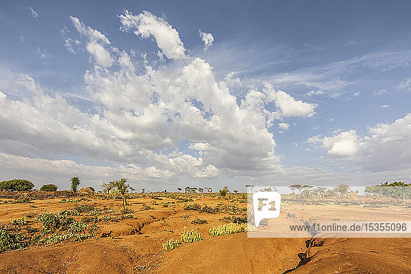 Strauchvegetation in der Nähe von Turmi  Omo-Tal; Region der Nationalitäten und Völker des Südens  Äthiopien