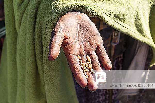 Hand of an Ethiopian child holding wheat grains Simien Mountains; Amhara Region Ethiopia