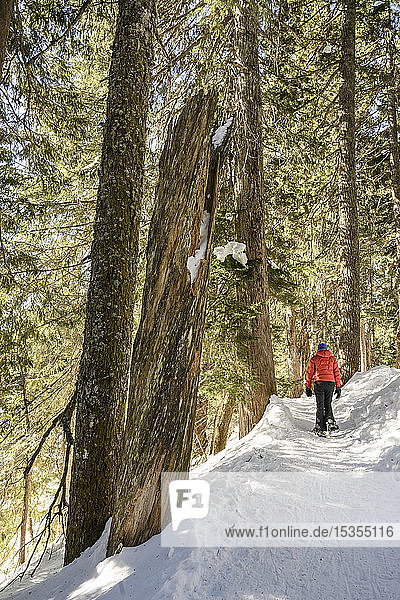 Frau beim Schneeschuhwandern auf dem Dog Mountain Snowshoe Trail in North Vancouver; Vancouver  British Columbia  Kanada