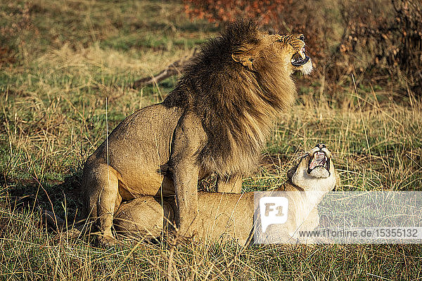Zwei sich paarende Löwen (Panthera leo)  die sich gegenseitig anknurren  Serengeti National Park; Tansania
