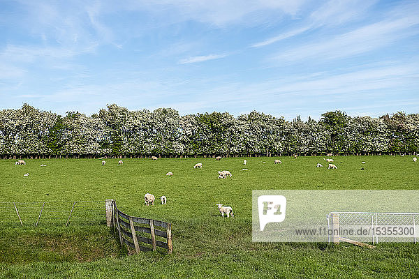 Schafe grasen auf einer üppigen Weide; Gore  Südinsel  Neuseeland