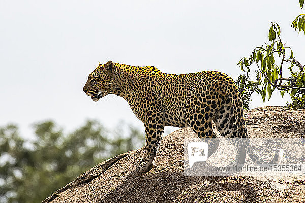 Weiblicher Leopard (Panthera pardus) untersucht sein Revier von einem großen Felsen aus im Serengeti-Nationalpark; Tansania