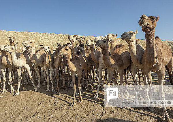 Nahaufnahme von Kamelen auf dem montäglichen Viehmarkt; Keren  Region Anseba  Eritrea