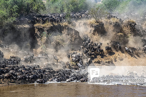 Eine große Herde Gnus (Connochaetes taurinus) wirbelt Staub auf  als sie eine steile Böschung hinabsteigen  um den Mara-Fluss zu überqueren  Serengeti-Nationalpark; Tansania