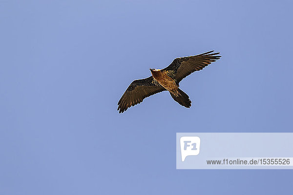 Lämmergeier  auch bekannt als Bartgeier (Gypaetus barbatus)  im Flug vor blauem Himmel; Lalibela  Amhara Region  Äthiopien