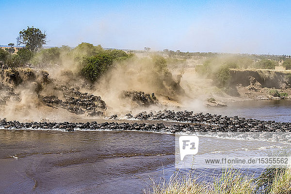 Eine große Herde Gnus (Connochaetes taurinus) wirbelt Staub auf  als sie eine steile Böschung hinunterstürzt  um den Mara-Fluss zu überqueren  Serengeti-Nationalpark; Tansania