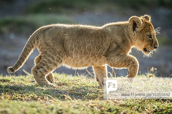 Löwenjunges (Panthera leo) im Gegenlicht hebt den Fuß zum Laufen  Serengeti-Nationalpark; Tansania