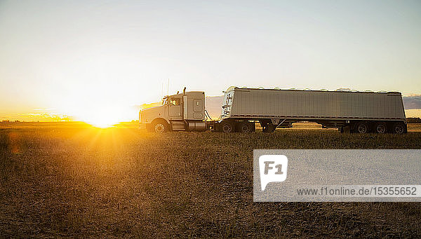 A grain transport truck sitting in a Canola field at sunset waiting for its next load; Legal  Alberta  Canada