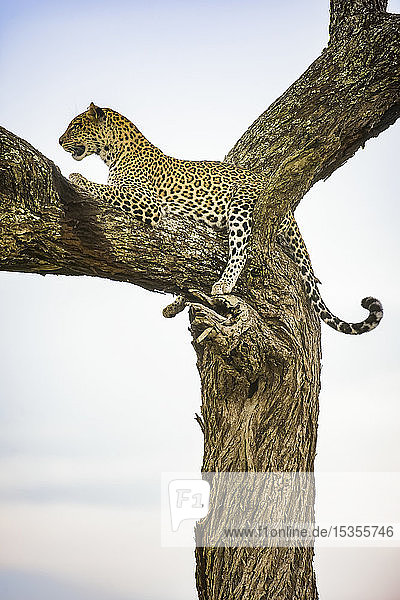 Leopard (Panthera pardus) beim Ausruhen in einem Baum im Ndutu-Gebiet des Ngorongoro-Krater-Schutzgebiets auf den Serengeti-Ebenen; Tansania