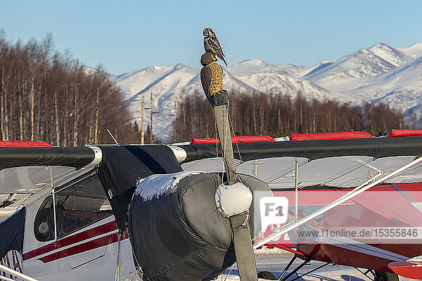 Der Habichtskauz (Surnia ulula) sitzt auf einem Kleinflugzeug am Lake Hood  während er dort nach Wühlmäusen jagt. Die Eule sitzt auf einer Propellerabdeckung  die ein Eulenabbild ist  Süd-Zentral-Alaska; Anchorage  Alaska  Vereinigte Staaten von Amerika