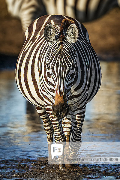 Steppenzebra (Equus quagga) läuft durch eine Pfütze in Richtung Kamera  Serengeti; Tansania