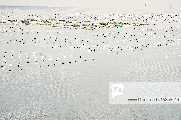 Austernfischerei im Adriatischen Meer; Italien