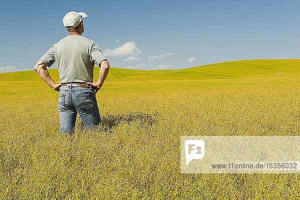 Farmer in maturing flax field  near Kincaid; Saskatchewan  Canada