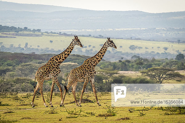Zwei Massai-Giraffen (Giraffa camelopardalis tippelskirchii) beim Spaziergang über eine Grasebene  Serengeti; Tansania