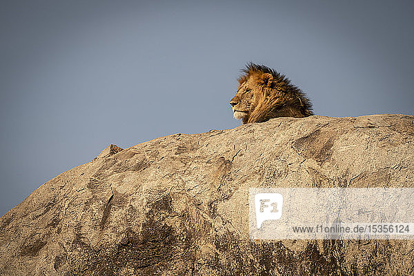 Head of male lion (Panthera leo) lying on kopje  Serengeti National Park; Tanzania